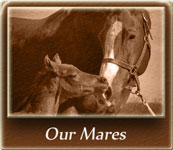 Our Mares