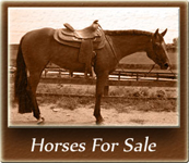 Horses For Sale