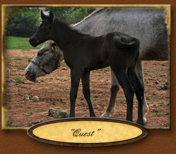 Foal