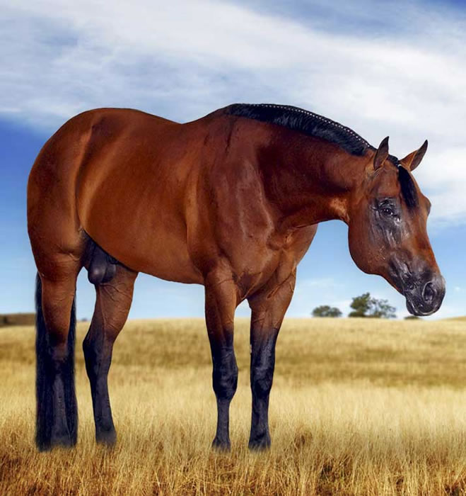 AQHA Stallion Good Huh